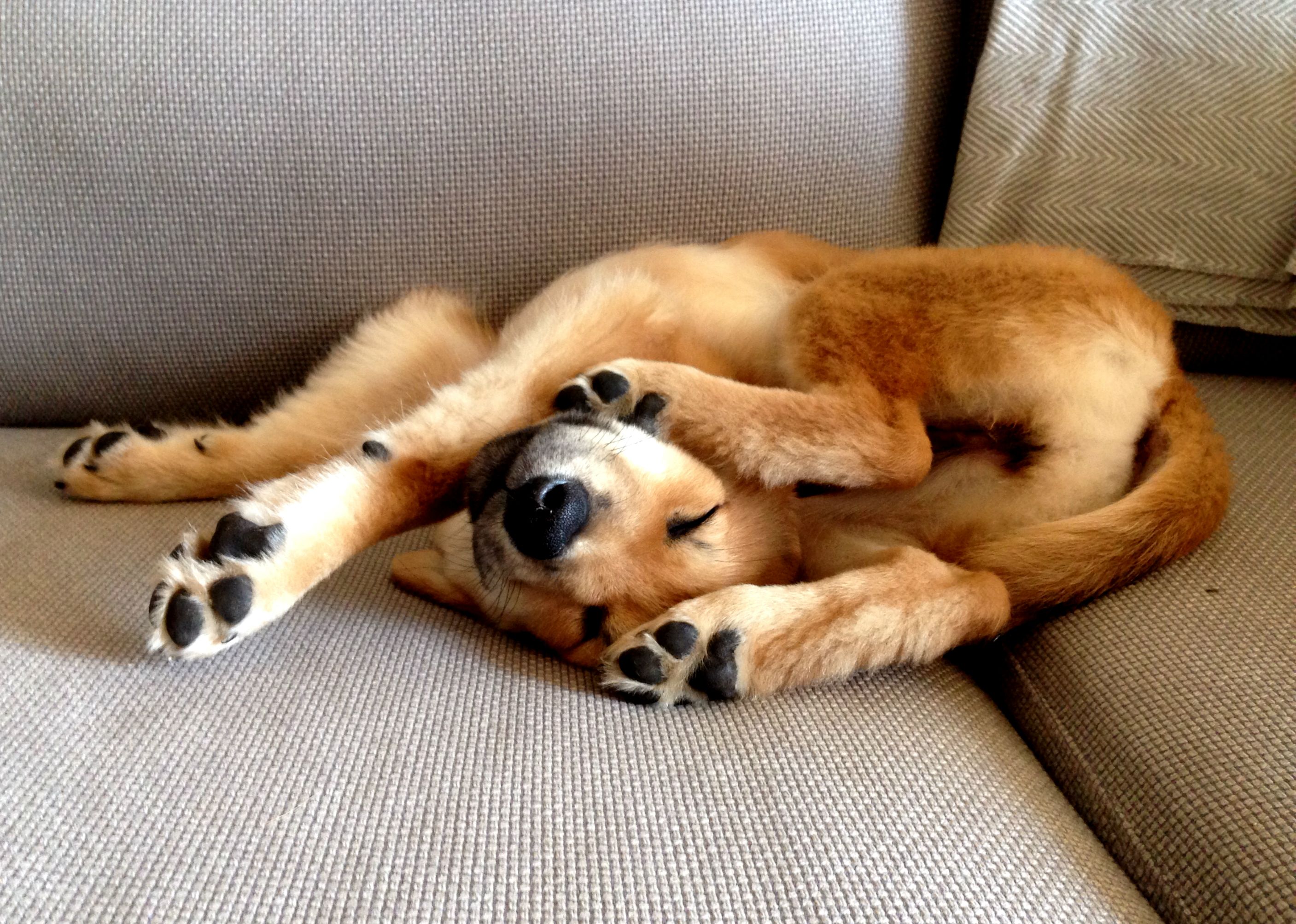 Relaxing Puppy Dog