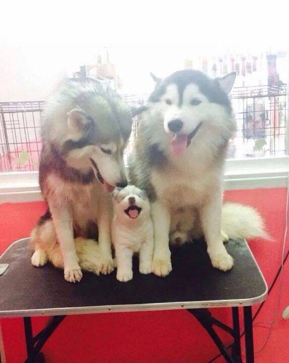 Husky Dog Puppy Family