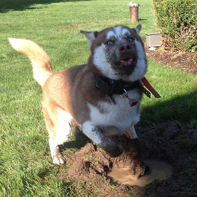 Dirty Muddy Puppy Dog Playing