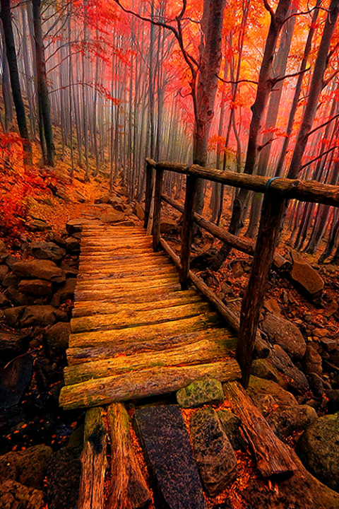 red autumn forest