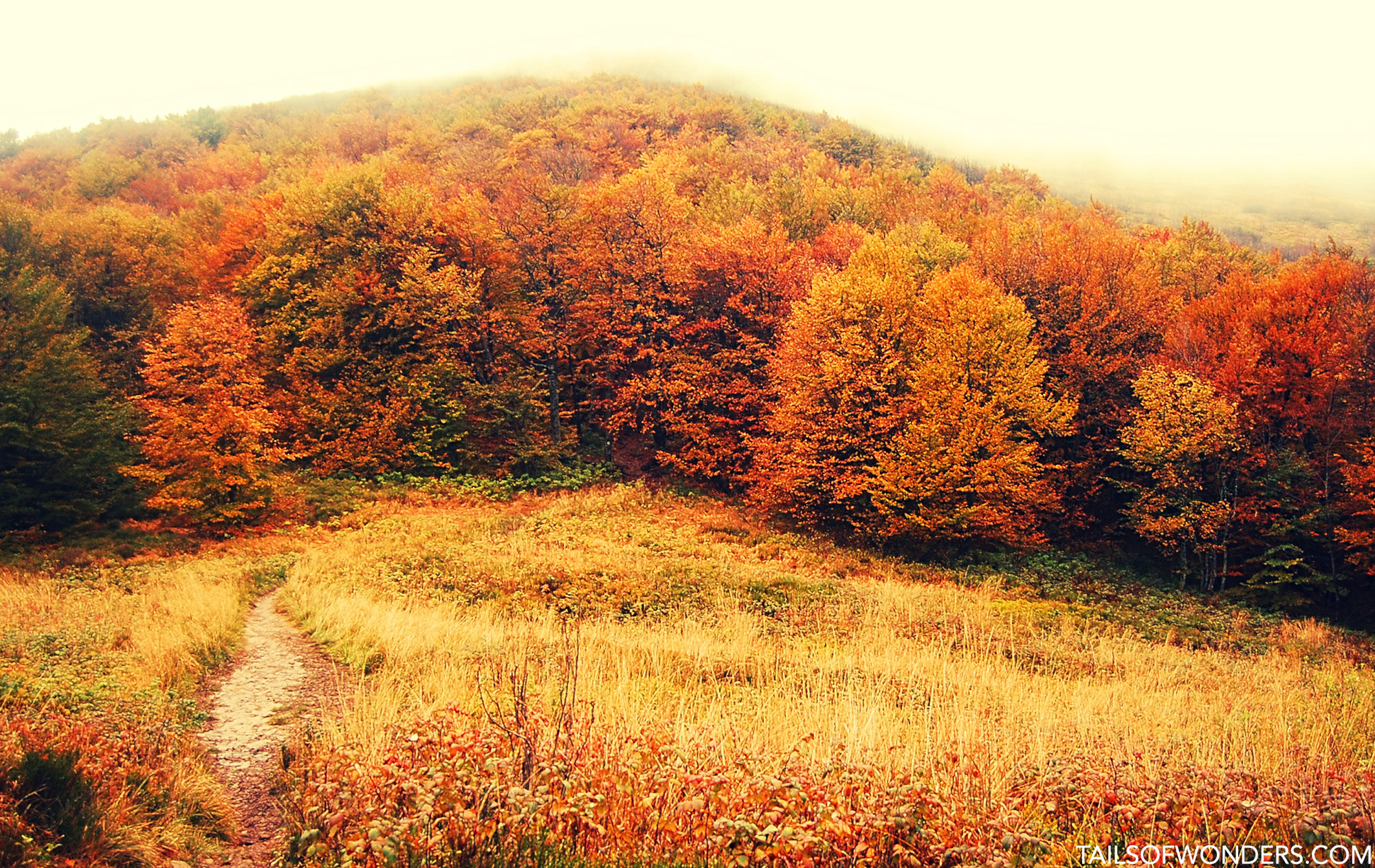 autumn landscape