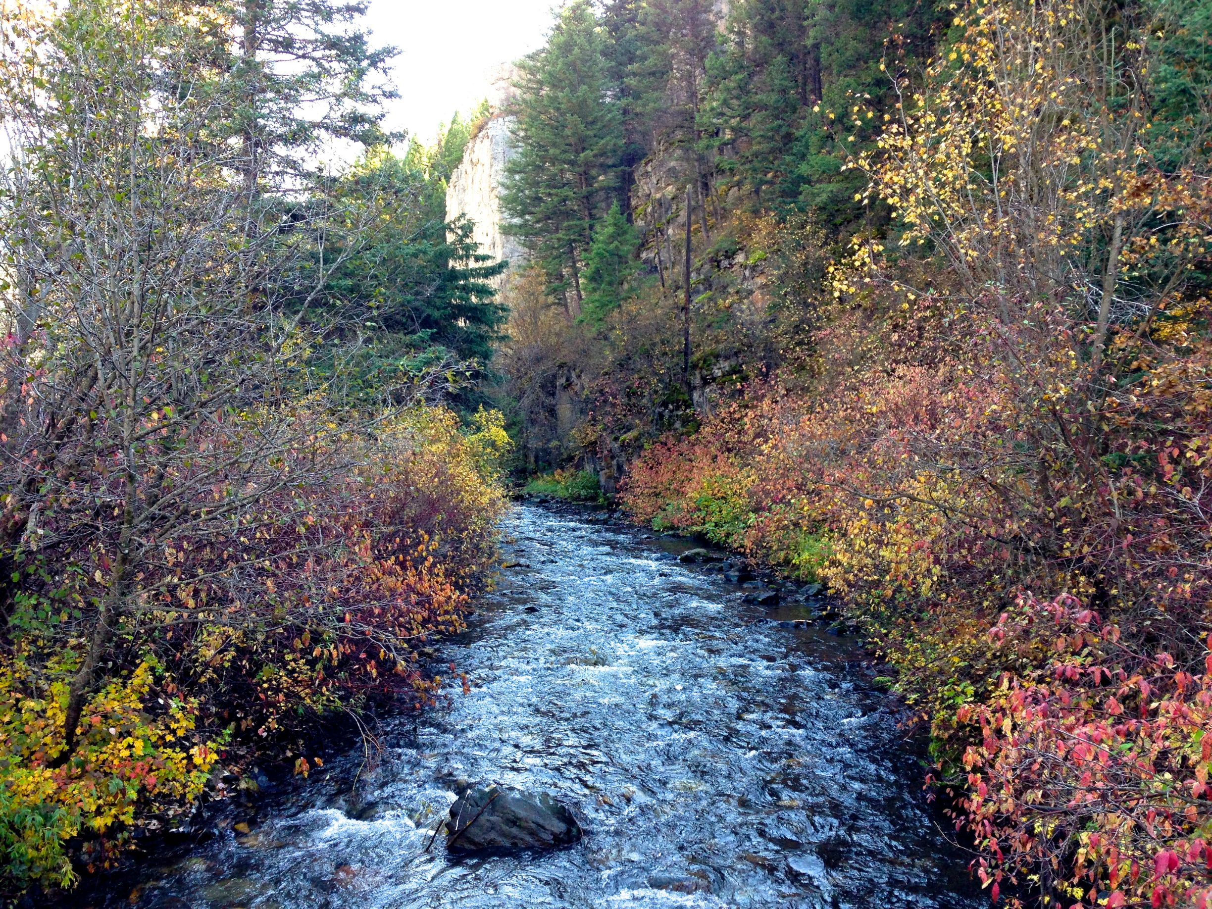 babbling autumn brook