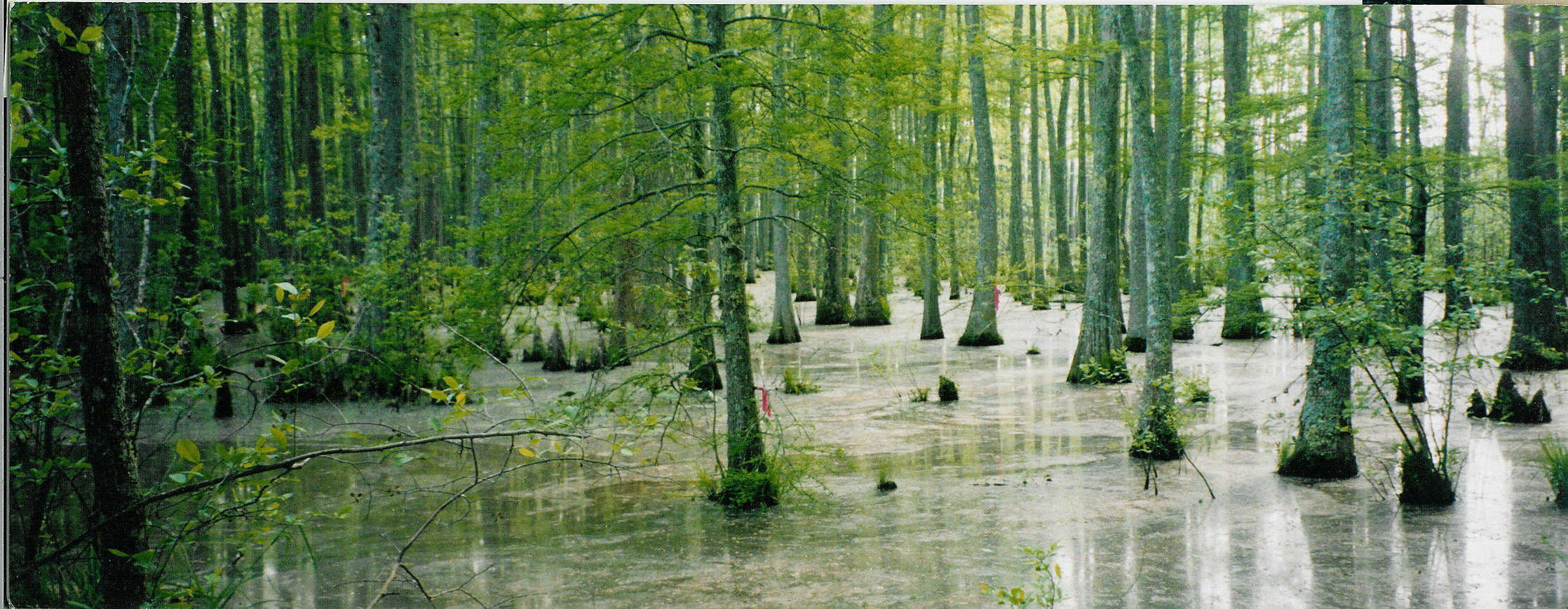 eerie swamp