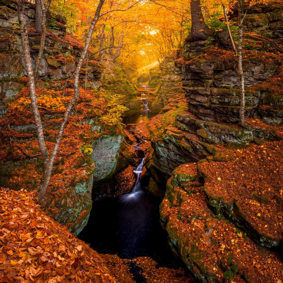 autumn forest